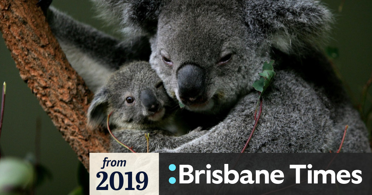 Man steals donations from Brisbane koala sanctuary