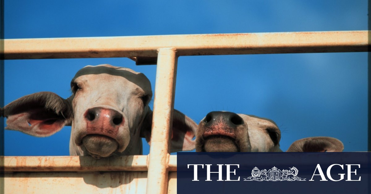 Live cattle exports: Investors who sued Wellard left short in Federal Court case - Vimarsana News