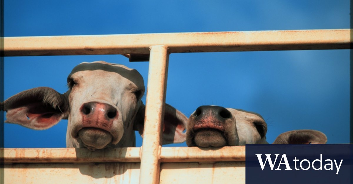 Federal Court case against live-cattle exporter Wellard leaves investors with thin slice of the action - Vimarsana News
