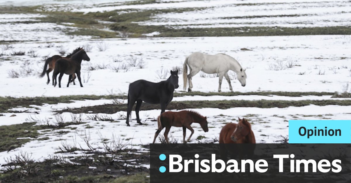 Brumbies do not belong in the Snowy Mountains but plan is a good compromise - Vimarsana News