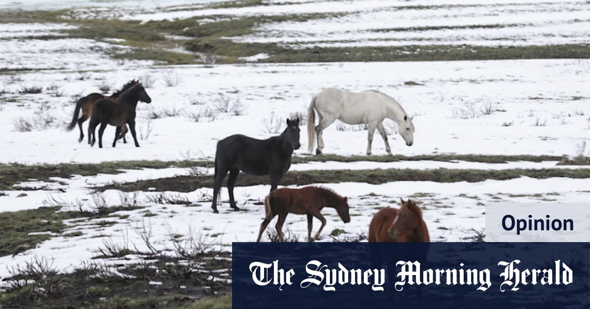 Brumbies do not belong in the Snowy Mountains but plan is a good compromise - Vimarsana News