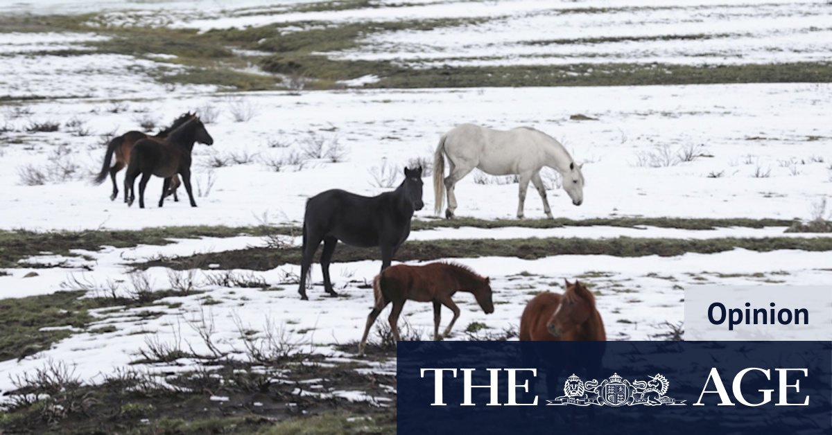 Brumbies do not belong in the Snowy Mountains but plan is a good compromise - Vimarsana News