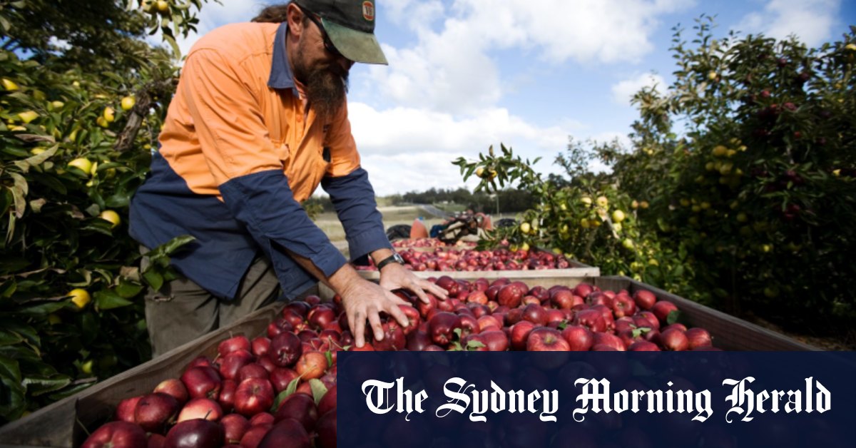 Government S Fruit Picking Plan Could Be Too Late For Food Price Hikes