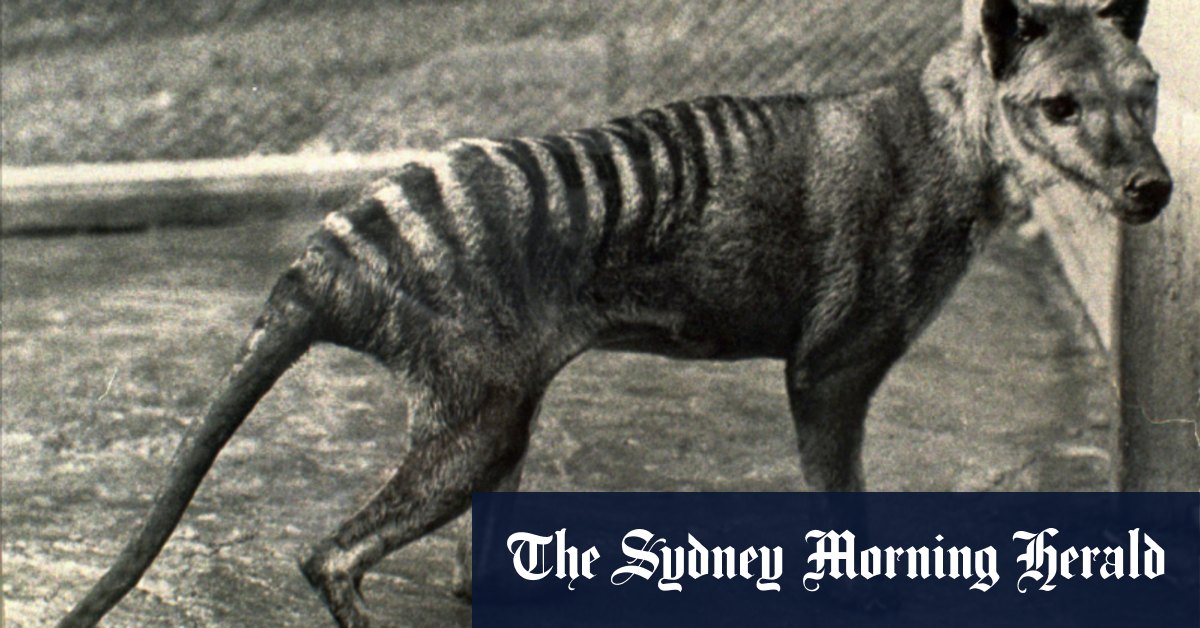 Tasmanian tiger: Museum expert says images purportedly showing the extinct thylacine show a ...