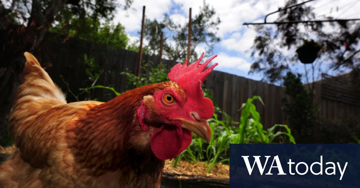 Answering the call of the chook