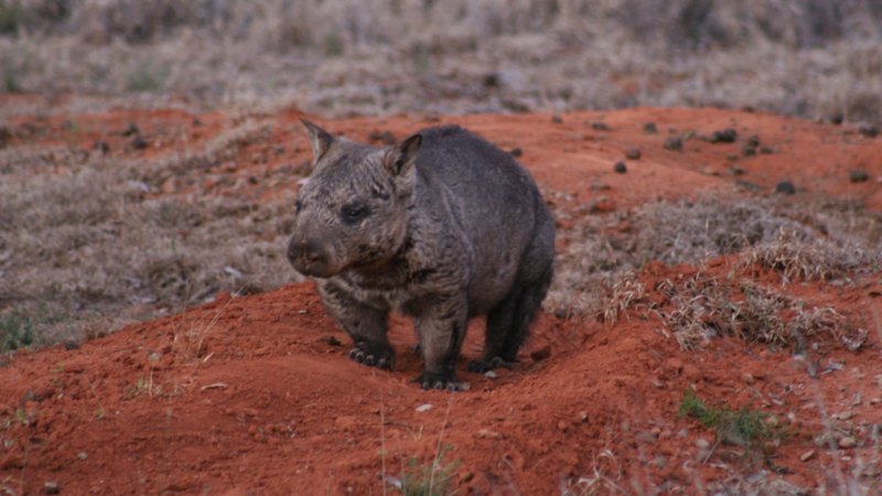 Wombats' jaws change shape to eat different foods, research shows