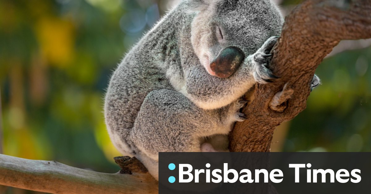 Victoria's koalas: abundant and widespread? Or diseased and dwindling? It's complicated. - Vimarsana News