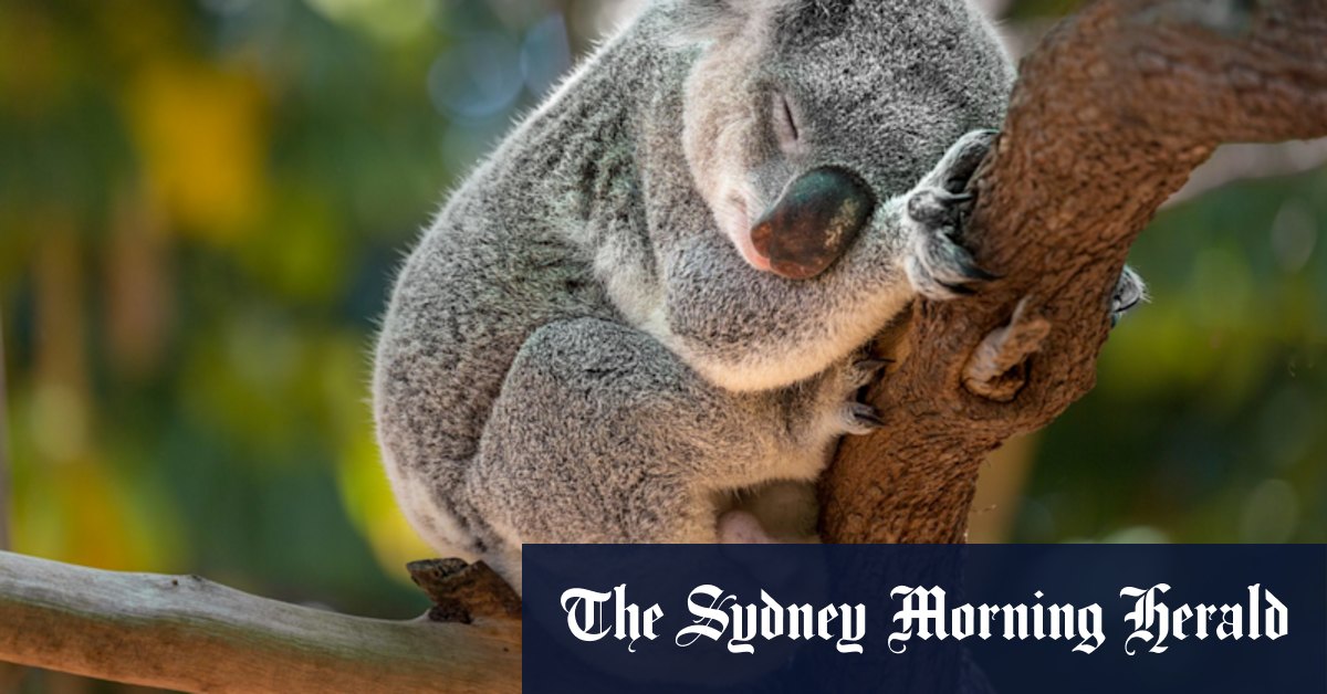Victoria's koalas: abundant and widespread? Or diseased and dwindling? It's complicated. - Vimarsana News