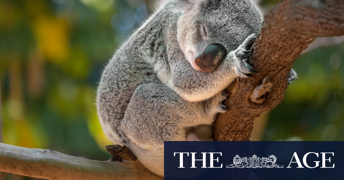 Victoria's koalas: abundant and widespread? Or diseased and dwindling? It's complicated. - Vimarsana News