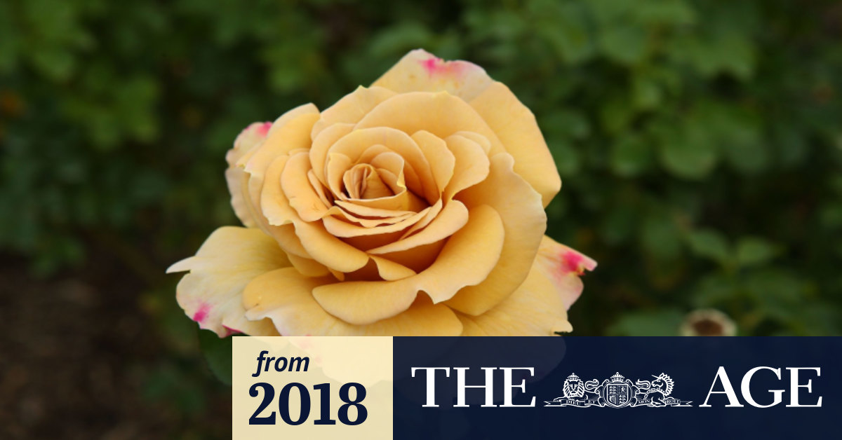 Six Ways To Murder A Rose Bush