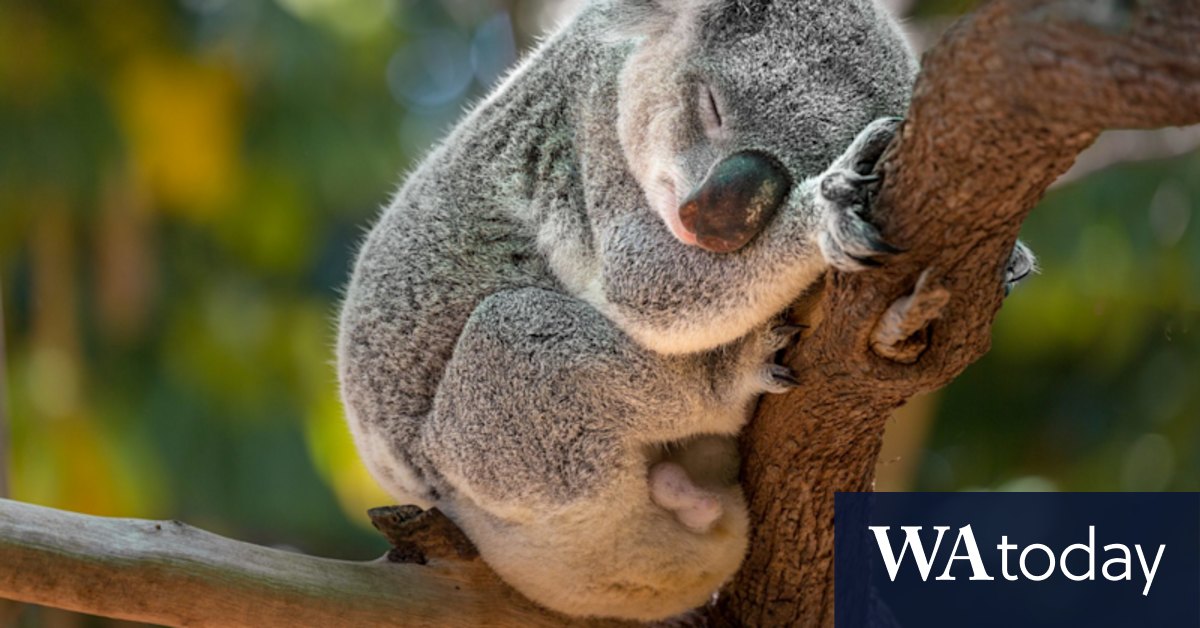 Victoria's koalas: abundant and widespread? Or diseased and dwindling? It's complicated. - Vimarsana News