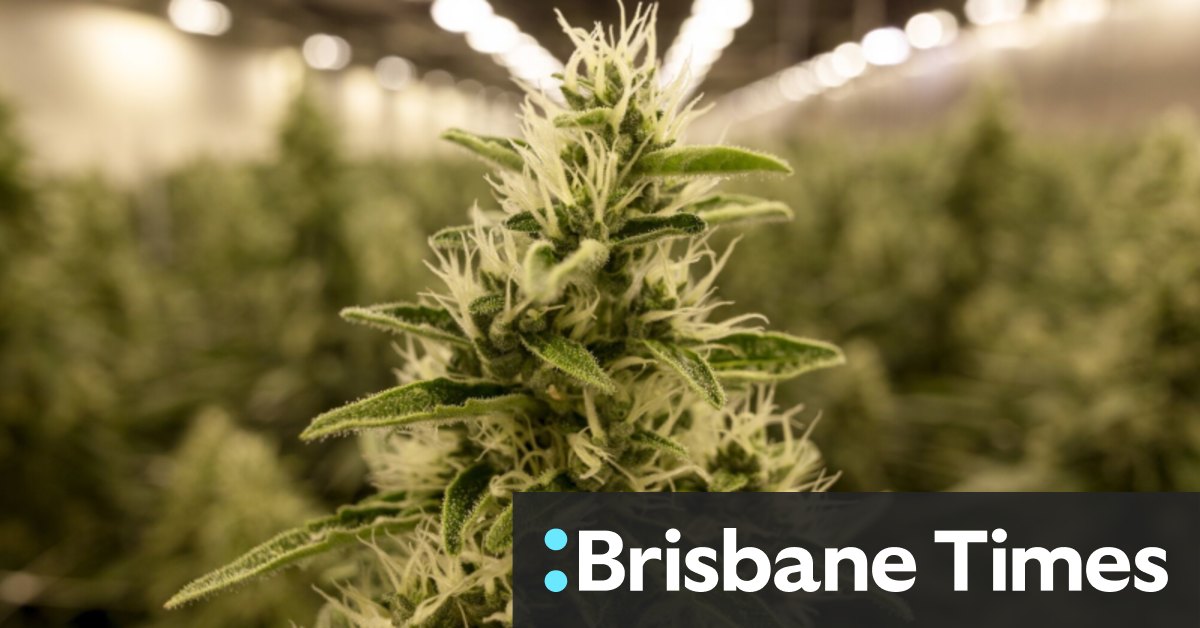 Medical cannabis Australia What is it used for?