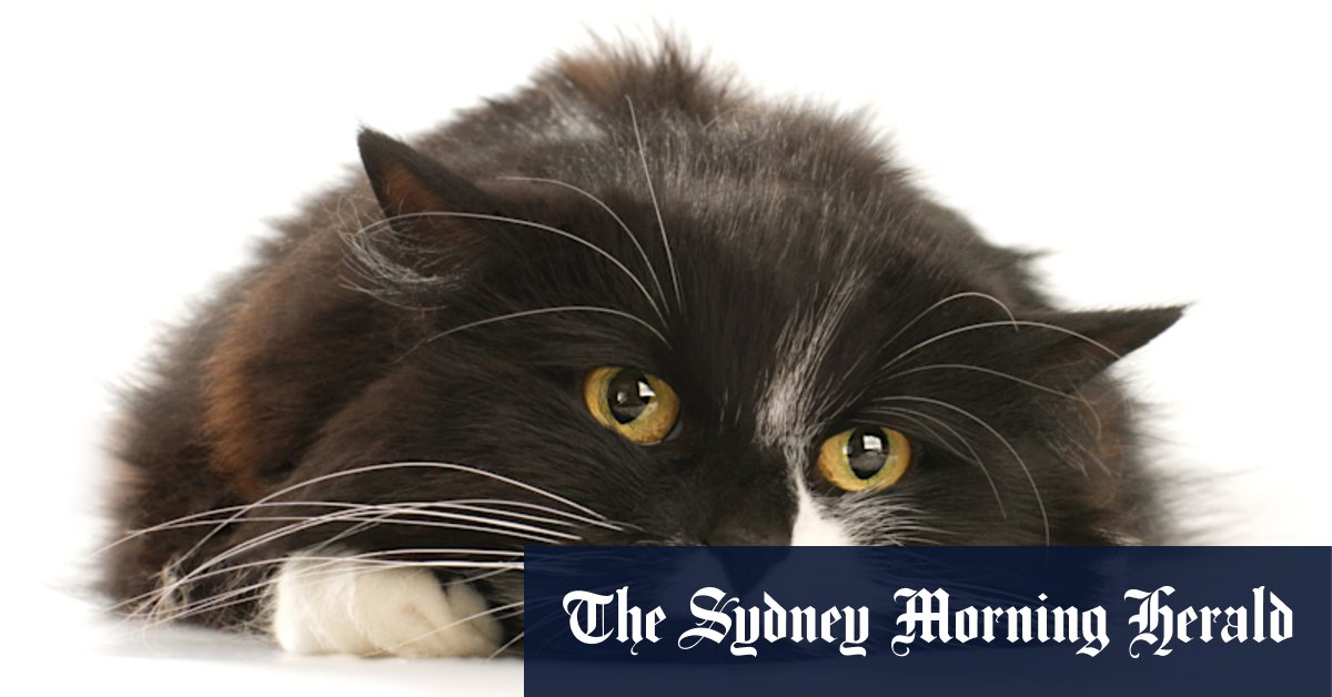 Cat owners must take responsibility, or face fines - Vimarsana News