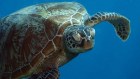 Leases for St Bees Island and Long Island Broad Sound off the central Queensland coast are now under state control after being purchased by the Palaszczuk government.