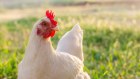 ProTen is among Australia’s top chicken producers.