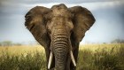 Poaching of Zambian elephants has been curtailed after decades of work by American activists.