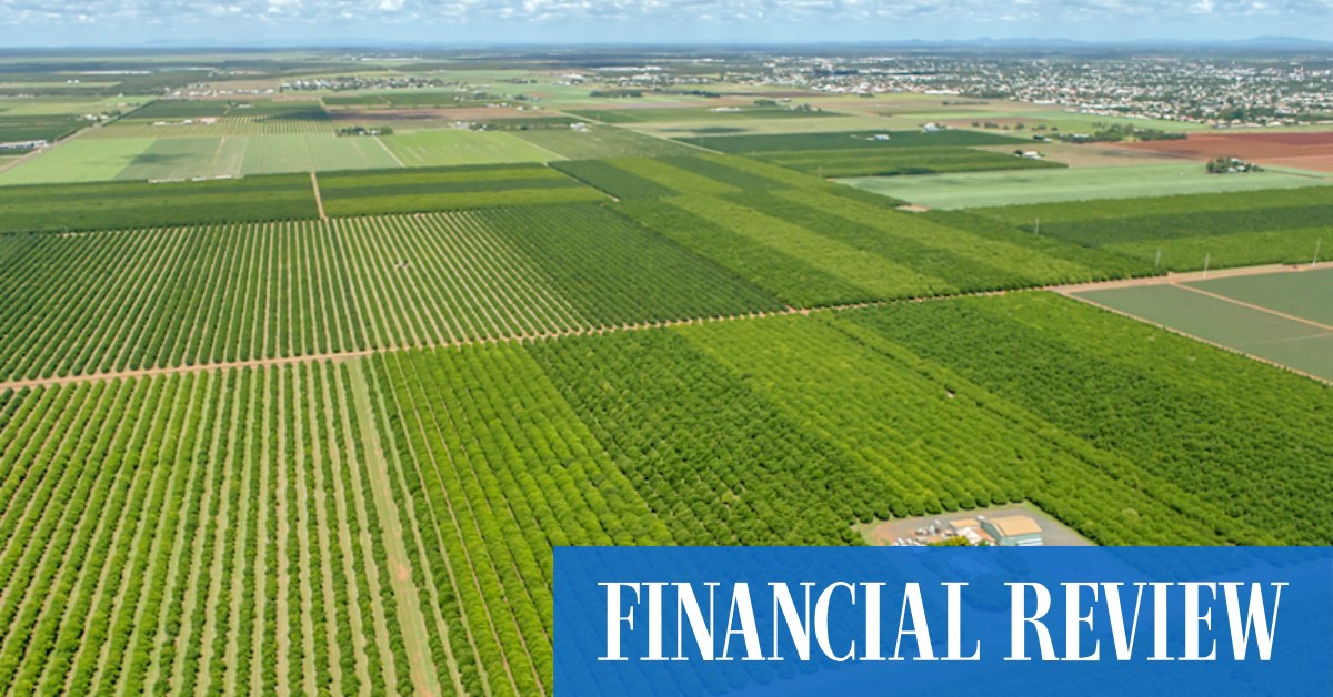 Agriculture giant Nuveen spends $71 million on Bundaberg macadamia orchards - Vimarsana News