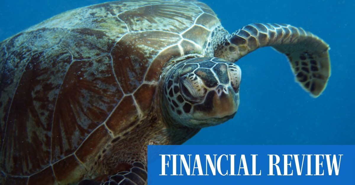 Qld government buys Great Barrier Reef islands St Bees and Long Island Broad Sound to protect turtle, koala habitat - Vimarsana News