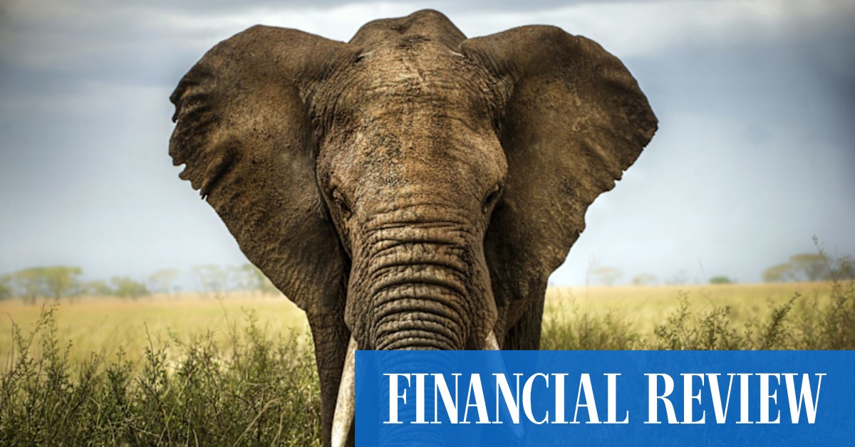 They saved elephants in Zambia - but at what cost? - Vimarsana News