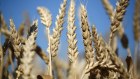 Russia has just produced its biggest ever wheat crop and started exporting big volumes.
.
 