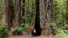 The Redwood National and State Parks (RNSP) are located in the United States, along the coast of northern California. 