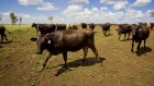 AACo herds were uninsured when flood struck, killing 43,000 head. 