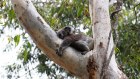 Koala numbers have shrunk sharply since European settlement.