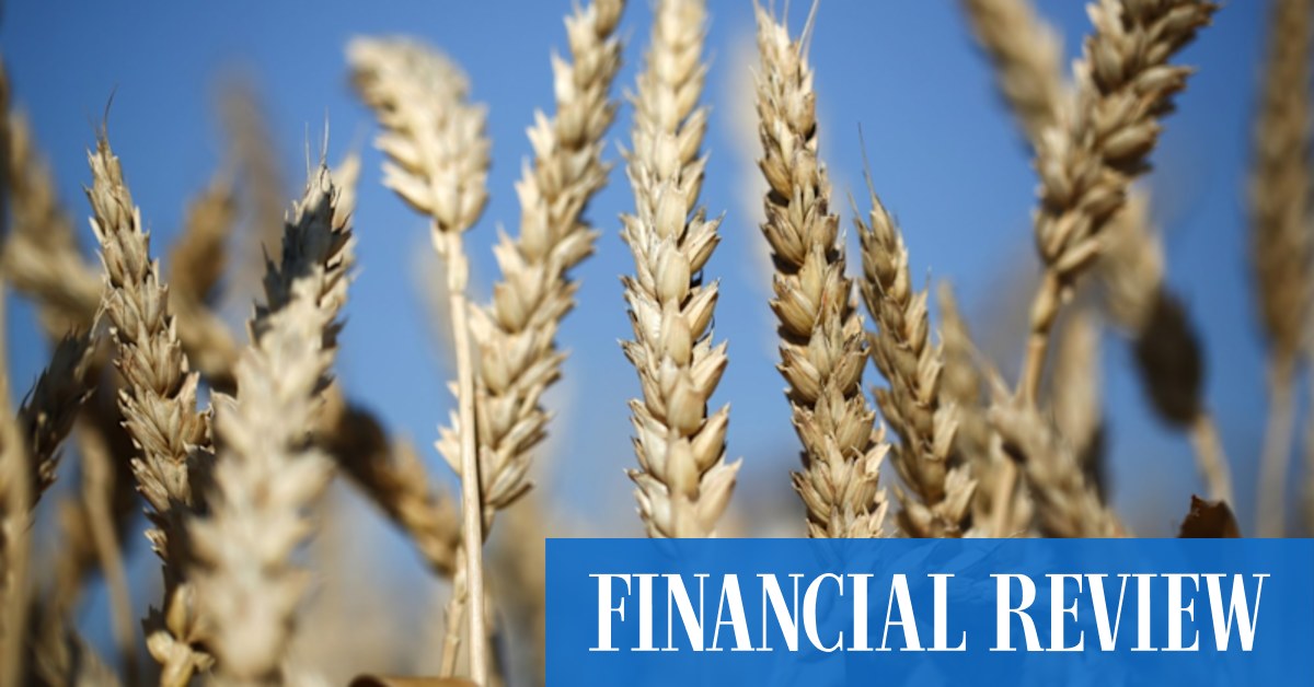 Farmers run the risk on most expensive wheat crop in history - Vimarsana News