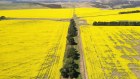 Cargill is looking to process  canola grown on WA farms into oil for the booming biofuel market.