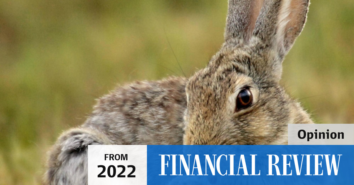 Want to know what a COVID-19 future looks like? Ask Australian rabbits