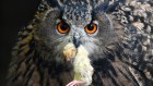 An eagle owl holds a little dead bird in his beak at his enclosure in a park in Essen, Germany, Tuesday, Sept. 11, 2018. (AP Photo/Martin Meissner)