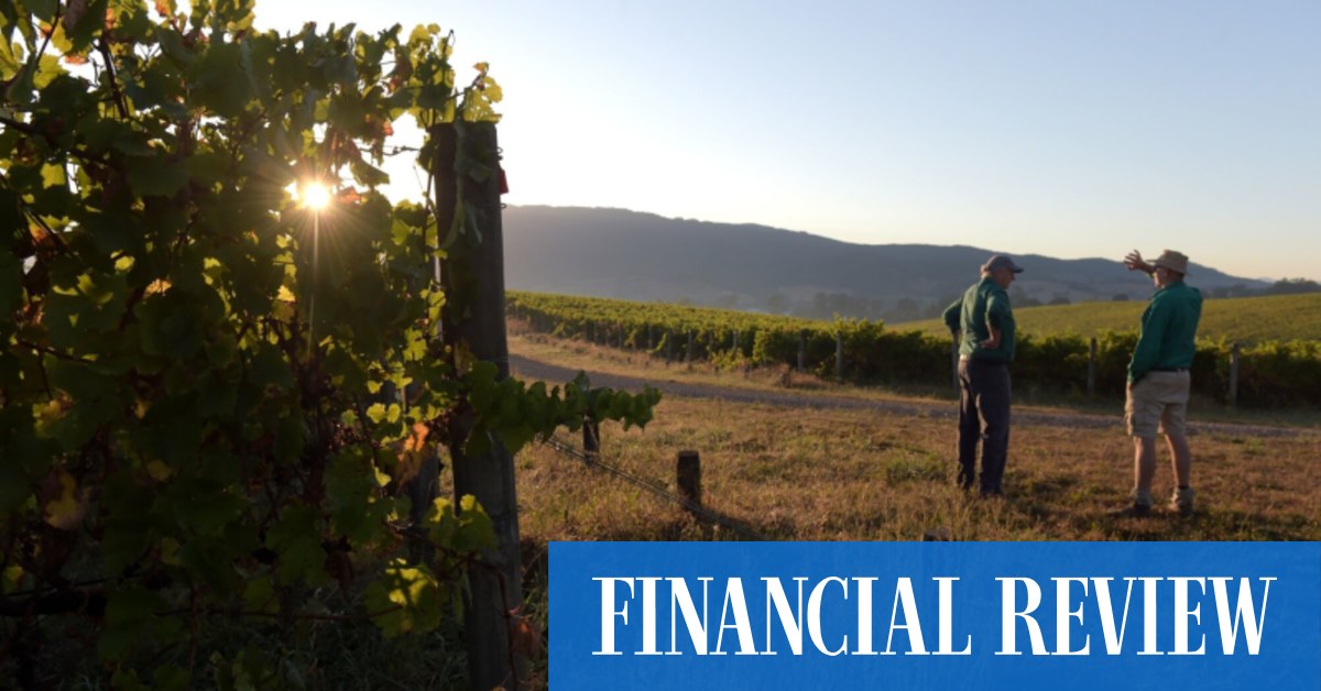 China wine tariffs: Restrictions on Australian producers removed after three years in boost to Treasury Wines, Accolade - Vimarsana News