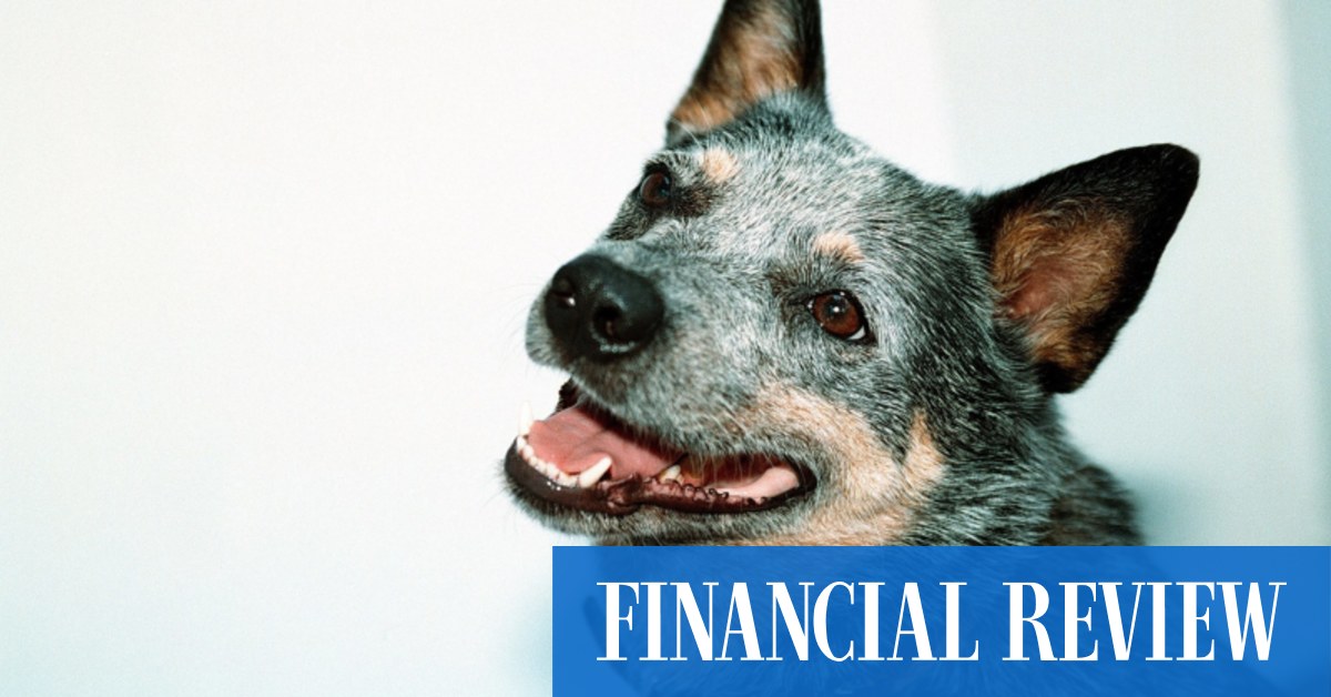 The Real Pet Food Company Tails wagging as company beds down 200m raising