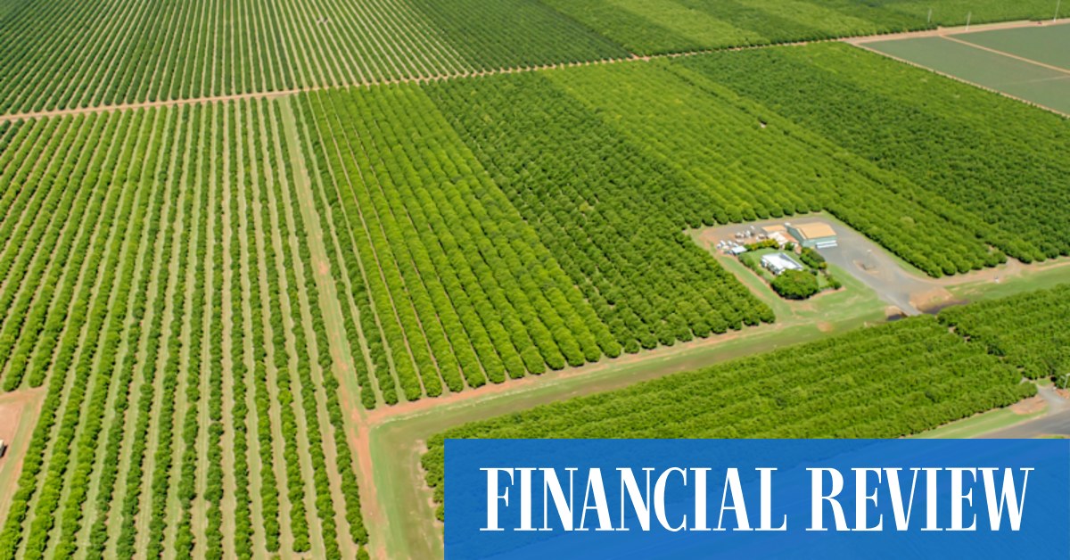 Bundaberg macadamia orchards tipped to sell for more than $70m - Vimarsana News