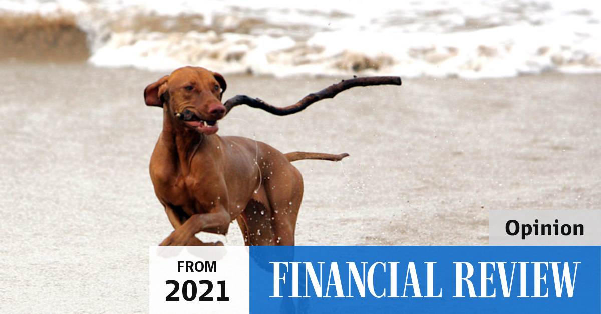 How investors can play the booming pet trade
