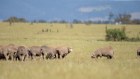 Keep the Sheep campaigners say a live export ban would devastate WA farming families and their communities