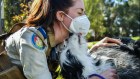 The RSPCA’s Lisa Calleja with rescued dog, Myrtle. The organisation says most people are hanging onto their lockdown pets.