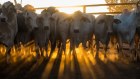 Wellard backer Paul  Holmes a Court is one of Australia’s biggest cattle producers. 