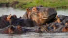 The virus remains in early stages of evolution, adapting not only to Homo sapiens, but dozens (if not hundreds) of other mammalian species including hippos.