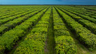 Cheeky Farms includes around 37,000 mango trees across four properties.