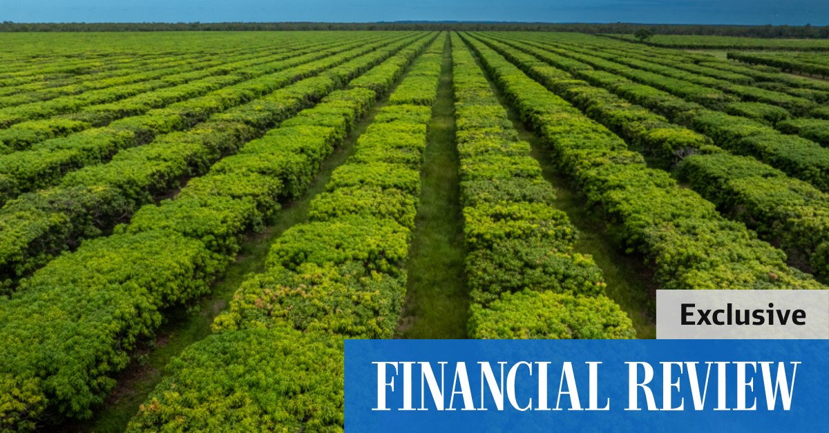 Huge Cheeky Farms mango operation in NT for sale by receivers - Vimarsana News