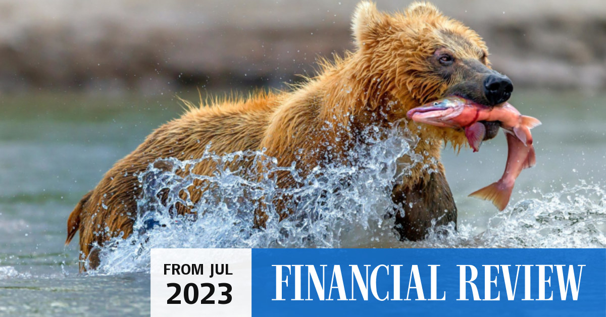 To stop mindlessly checking emails, be a 'fishing bear
