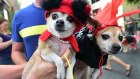 Some 95 per cent of Generation Z pet owners buy their animal a gift at least once a year.
