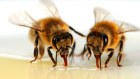 BE8W76 Honey bees (Apis mellifera). For wellness story by Caroline Tell .