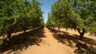 Select Harvests, with 9300 hectares of almond trees in three states, has a sharemarket capitalisation of about $500 million. 