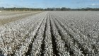 Louis Dreyfus has lifted its taekover offer for Namoi Cotton to 67¢ a share.