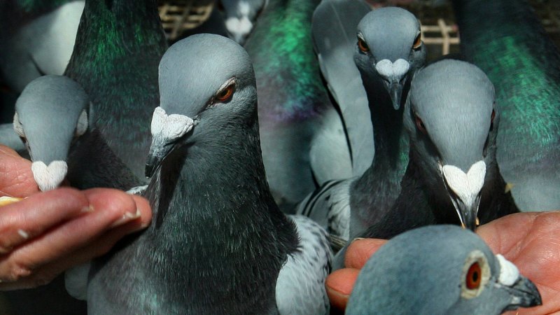 Pigeons to be tricked into taking contraceptive pill