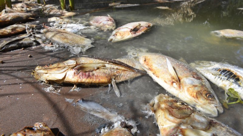 warnings travel queensland Menindee: on government warnings threat of NSW ignored warnings travel queensland Menindee: on government warnings threat of NSW ignored