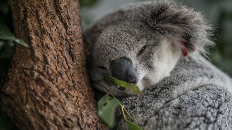 Wild koala numbers dwindle to 48,000 as crossbenchers back Labor's ...