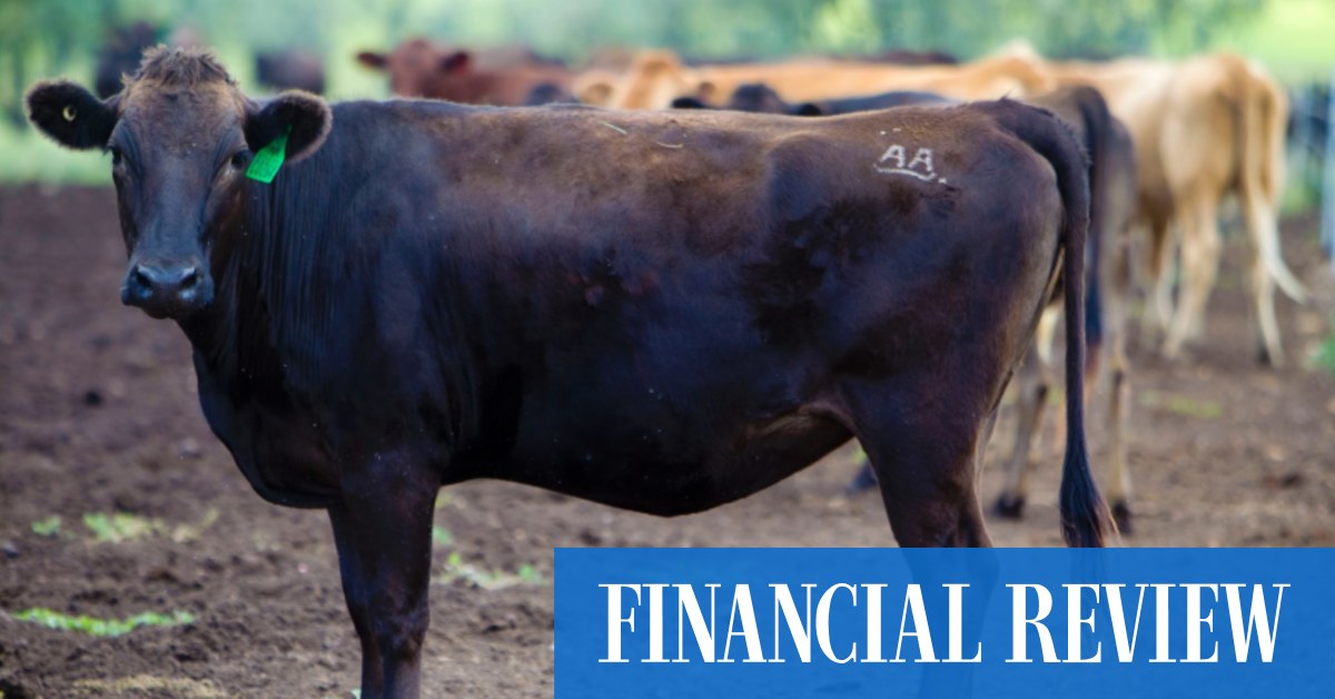 Farming company AACo posts $105.5m loss, maintains ‘respectful’ workplace amid bullying claims